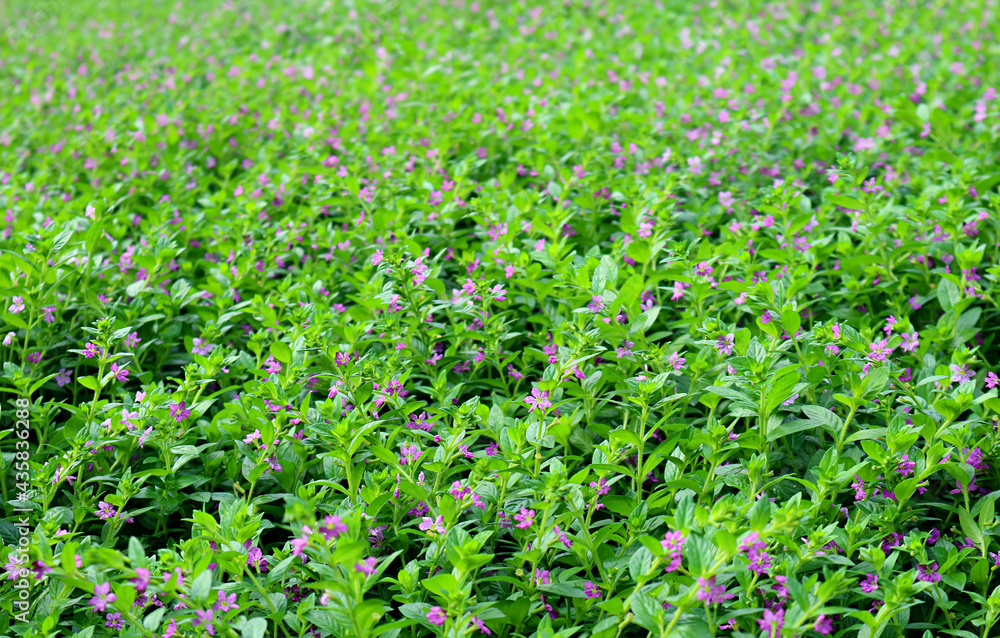 Field of tiny purple flowers in the garden with selective focus Field of tiny purple flowers in the garden with selective focus
