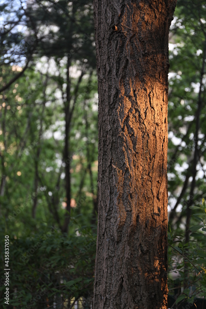 tree trunk in the forest