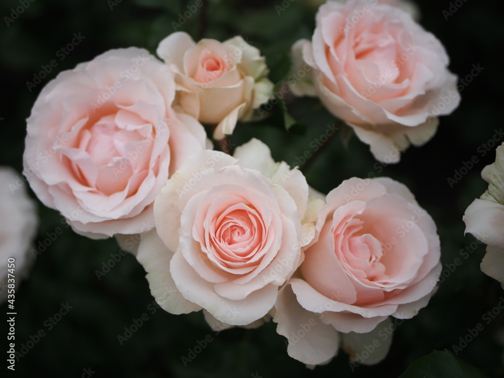 可憐な薄いピンクの薔薇 可憐な薄いピンクの薔薇