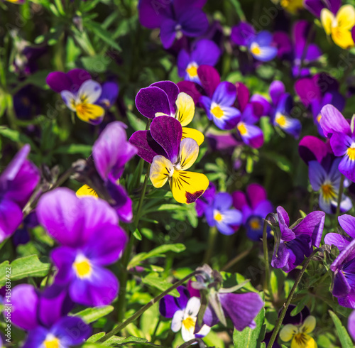 Beautiful blooming spring and summer flowers garden pansy