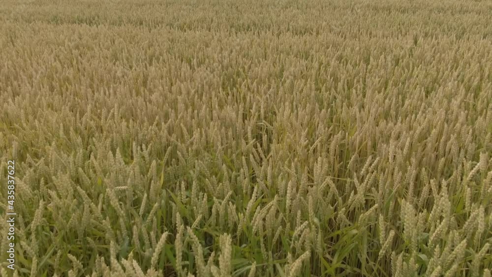 Weat field aerial. Spikelets sway in the wind. Weat field aerial. Spikelets sway in the wind.