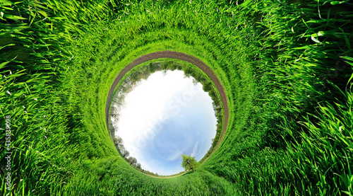 Stereographic panoramic projection of a green wheat field with tree in the middle. 360 degree panorama.