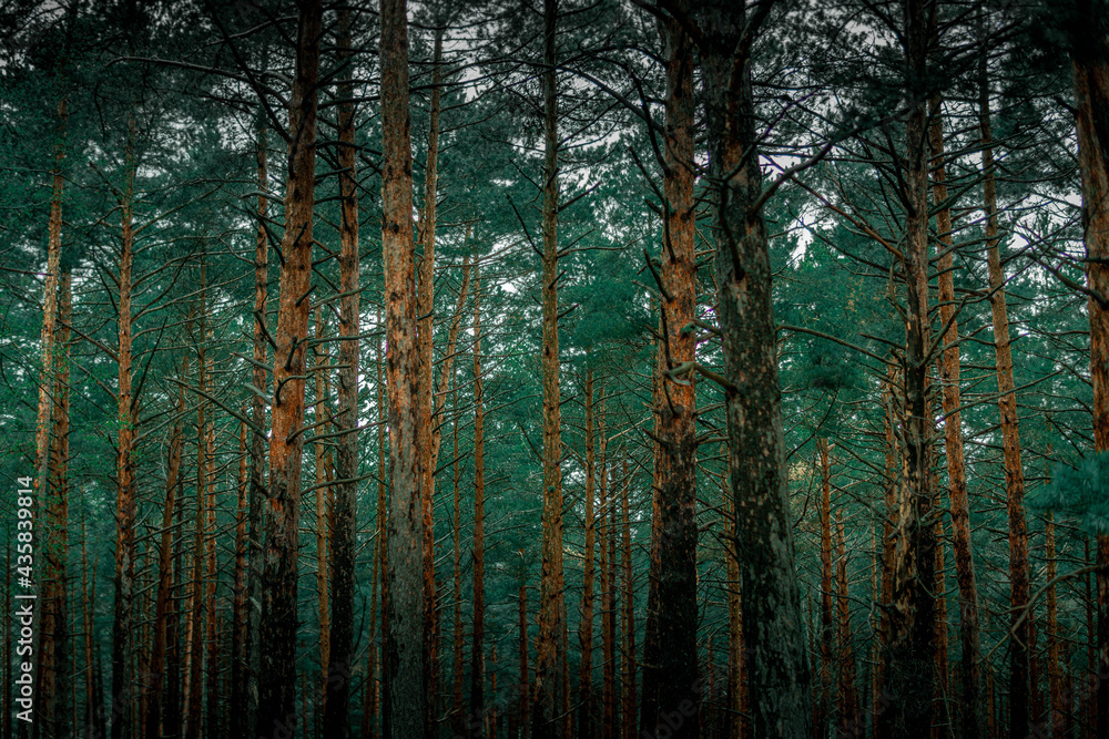 Fototapeta premium rays of light in the forest