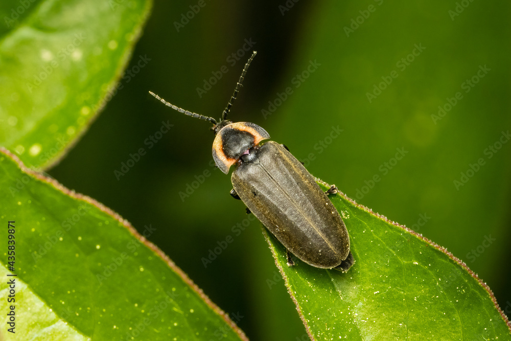 Firefly resting on a green leaf with blurred background Firefly resting on a green leaf with blurred background