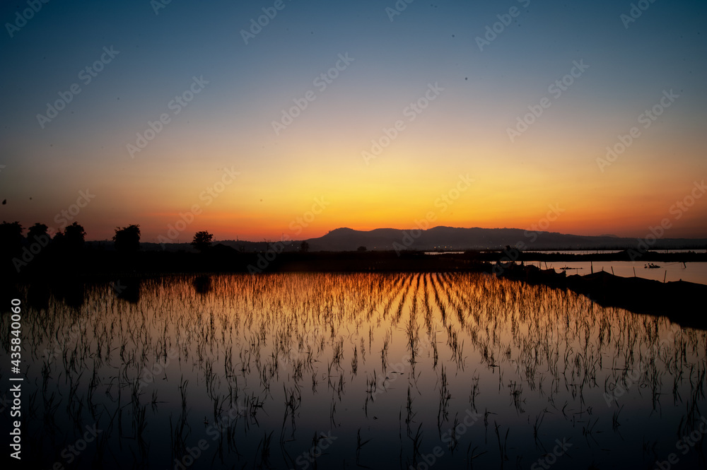 I took this photo in the rice fields at sunrise