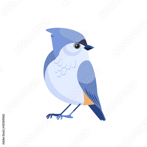 Tufted titmouse is a small songbird, a species in the tit and chickadee family Paridae . Cartoon flat style beautiful character of ornithology, vector illustration isolated on white background