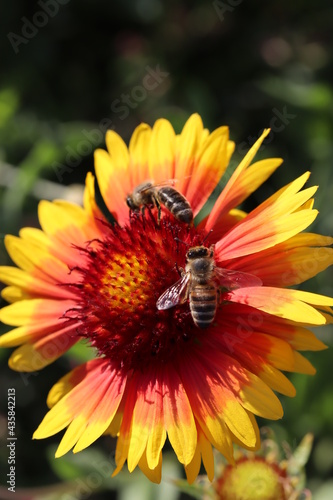 Honey bee on an asteraceae