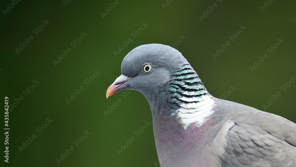 Ringeltaube, Taube, Vogel, Natur, Tier Ringeltaube, Taube, Vogel, Natur, Tier