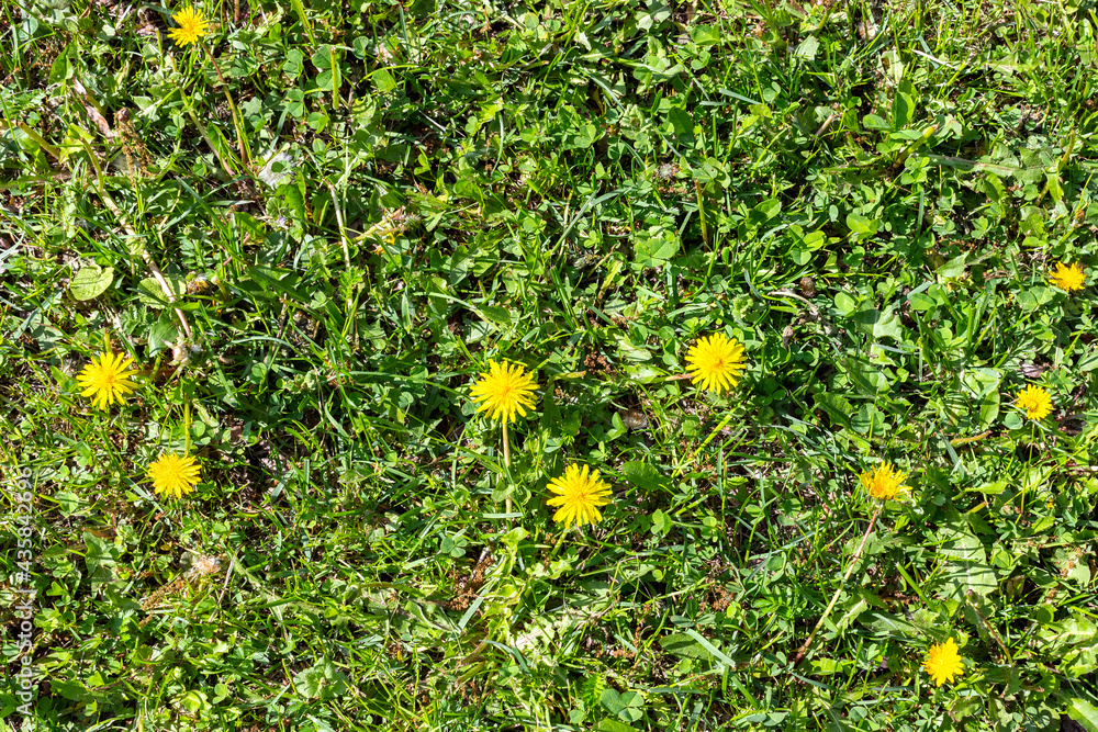 Large yellow dandelions in the green grass. Plants are weeds. space for text