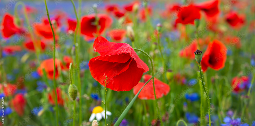 Field of blooming poppies and other wild flowers in summer Field of blooming poppies and other wild flowers in summer
