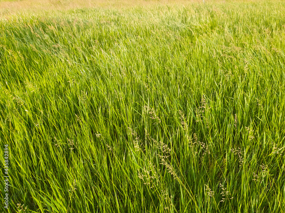 Blooming wild bromus madritensis, foxtail brome plants, on a picturesque summer meadow. Different greening herb sway in the wind. Idyllic rural nature scene, green spring field. Countryside grassland Blooming wild bromus madritensis, foxtail brome plants, on a picturesque summer meadow. Different greening herb sway in the wind. Idyllic rural nature scene, green spring field. Countryside grassland