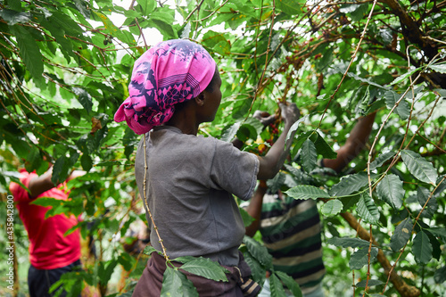 Cuadro en lienzo African worker is gathering coffee beans on plantation in bushy wood
