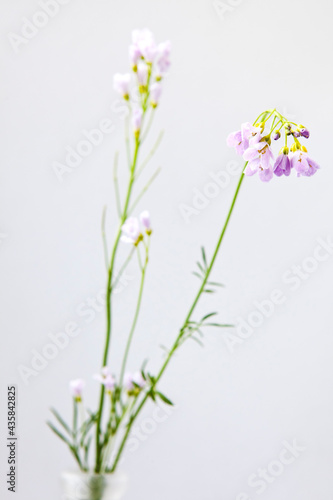 Cuckooflower, a european wild flower picked in May on light gray background © Isabell
