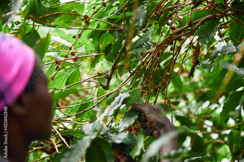 African worker is gathering coffee beans on plantation in bushy wood