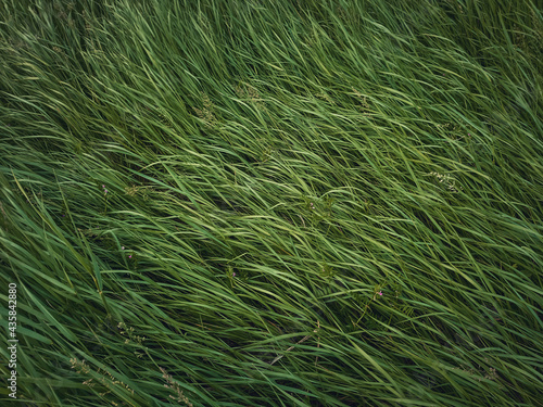 Fotografija Closeup wild green grass sway in the wind