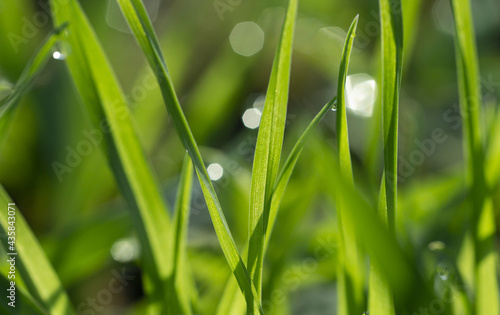green grass with bokeh background