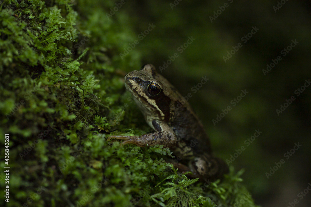 Frog in the forest sitting on moss Frog in the forest sitting on moss