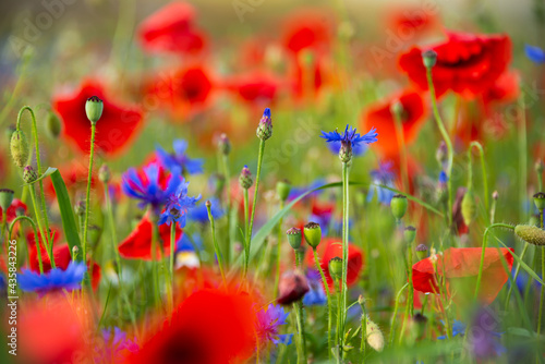 Field of blooming poppies and other wild flowers in summer photo