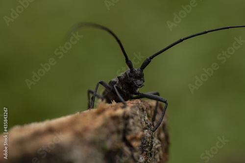 longhorn beetle on a tree stump © Elena Orlova
