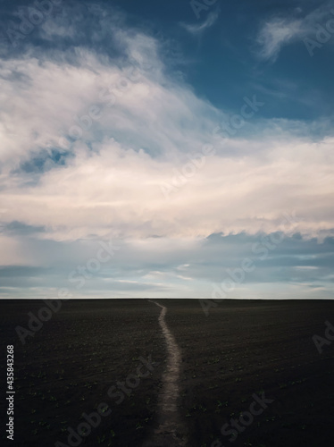Fototapeta Naklejka Na Ścianę i Meble -  Narrow footpath across a desolate agricultural land, with growing sunflower plants, below a blue sky. Tranquil and minimalist vertical orientation background. Countryside conceptual landscape