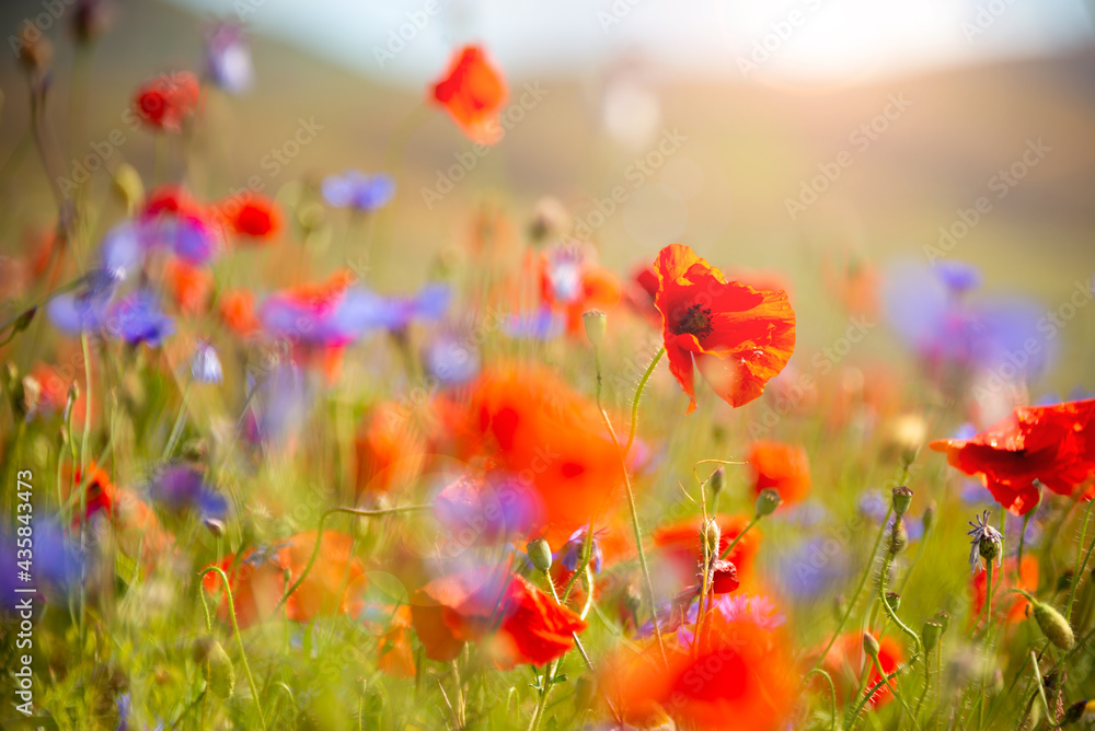 Obraz premium Field of blooming poppies and other wild flowers in summer