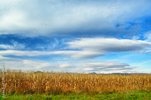 Autumn landscape with beautiful clouds and bright blue sky with golden fields