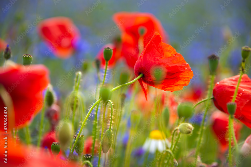 Naklejka premium Field of blooming poppies and other wild flowers in summer