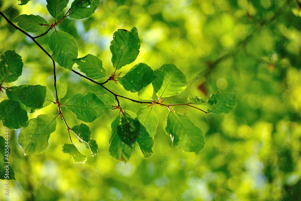 Forest leafs against green background, bokeh. Forest leafs against green background, bokeh.
