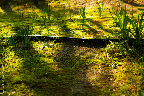 Fototapeta Naklejka Na Ścianę i Meble -  이끼가 잔디와 어우러져 있는 모습, 중간을 가로지르는 호스는 낮은 담처럼 보인다.