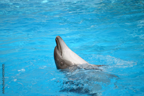 dolphins, dolphin swims in the sea, pool