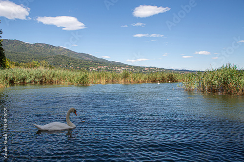 Swans swim on the wind-ruffled waters of a lake in the Italian Alps