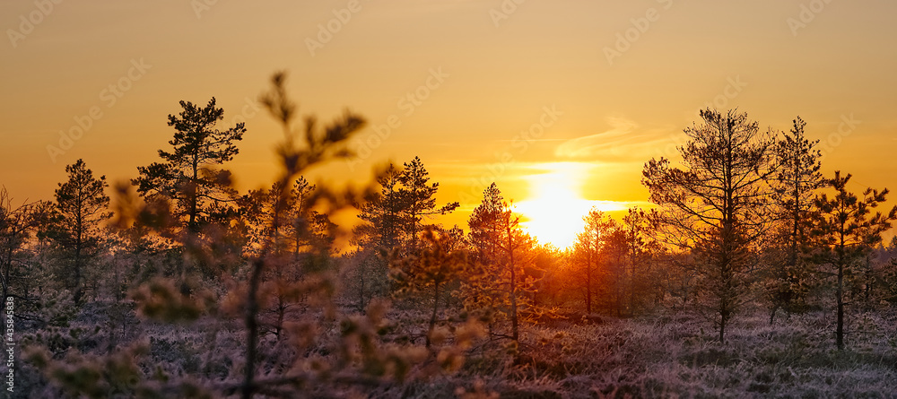 swamp landscape at sunrice. early morning at bog. sensitive sunrise in spring. Nature in northern Europe, Baltic countries. yellow sunlight, landscape during sunup.