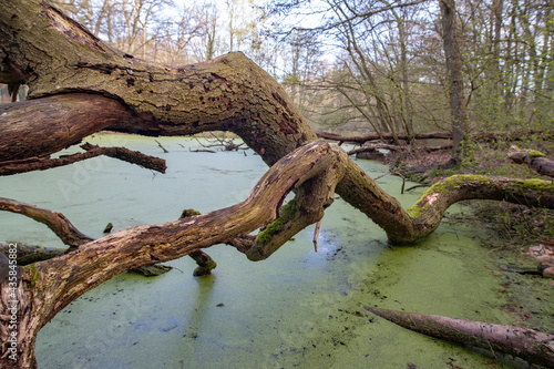 Geschwungene morsche Baumstämme an einem Gewässer