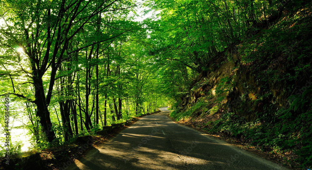 Fototapeta premium Forest trees with sunlight in the background creating long shadows on the ground
