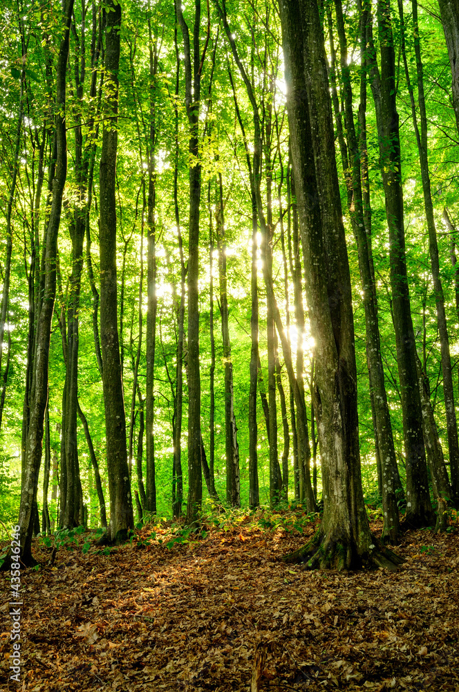 Forest trees with sunlight in the background. Forest trees with sunlight in the background.