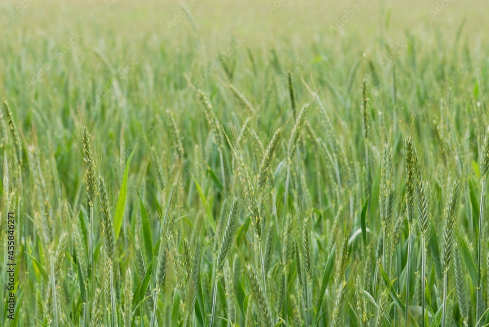 green wheat field green wheat field