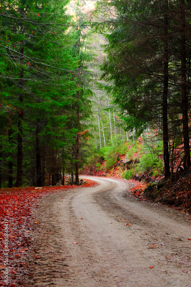 Fototapeta premium Path of pine and green fir forest in late autumn with leaves covering the ground.