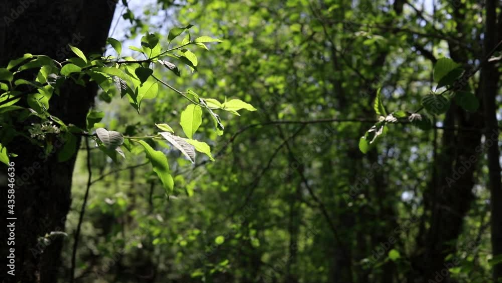 Young fresh green leaves on a tree branch glow from the sun's rays in the forest. Nature background Young fresh green leaves on a tree branch glow from the sun's rays in the forest. Nature background
