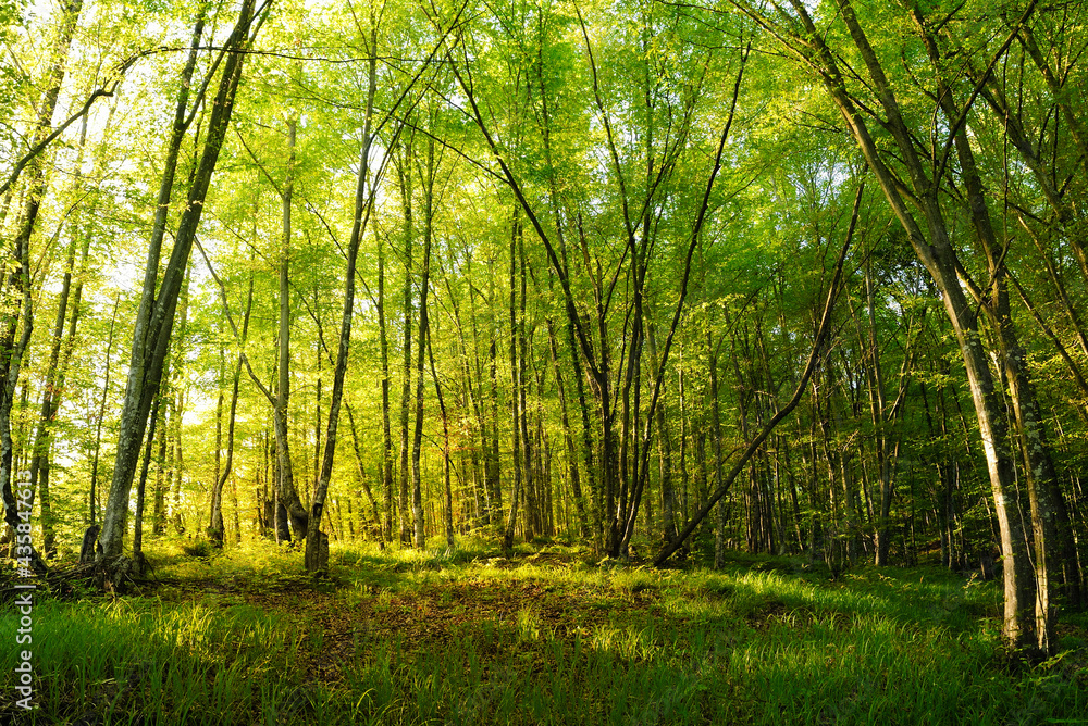 Fototapeta premium Forest in sunset light.