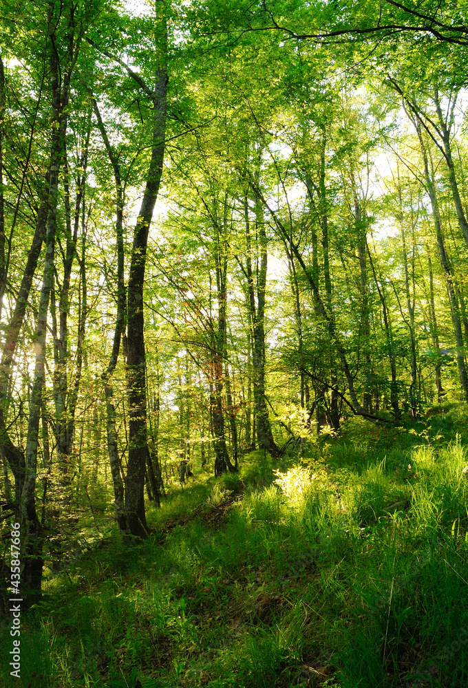 Obraz premium Forest in sunset light.