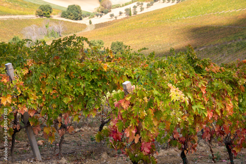 Vineyards and winery in a valley, farming and wine pruduction photo