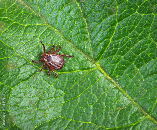 Tick insect on a green plant