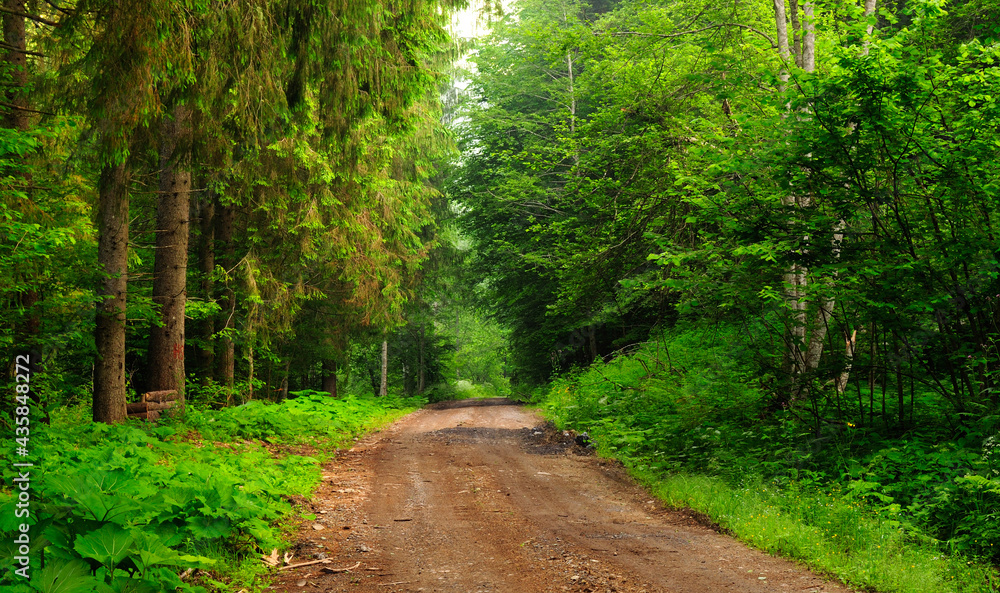 Fototapeta premium Path of pine and green fir forest in late summer.