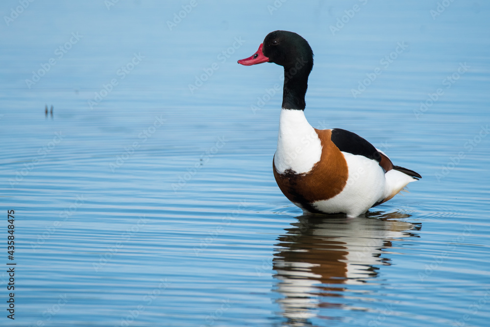 Den Helder, the Netherlands. May 2021. Shelduck wades through a lake in search of food Den Helder, the Netherlands. May 2021. Shelduck wades through a lake in search of food