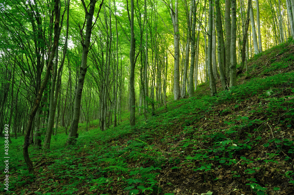 Forest in sunset light. Forest in sunset light.