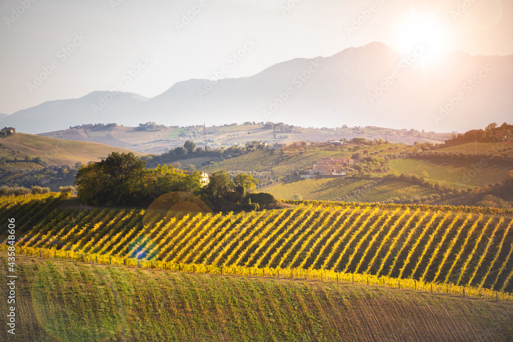 Fototapeta premium Vineyards and winery on hills, farming and wine pruduction