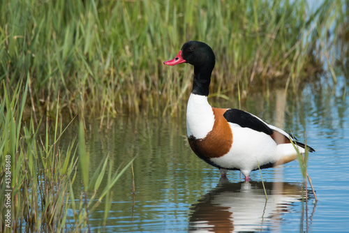 Den Helder, the Netherlands. May 2021. Shelduck wades through a lake in search of food
