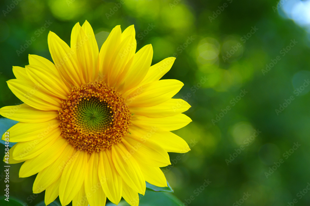 Close up of sunflower Close up of sunflower