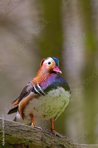 Eine Mandarinente sitzt auf einem Baumstamm im Wald