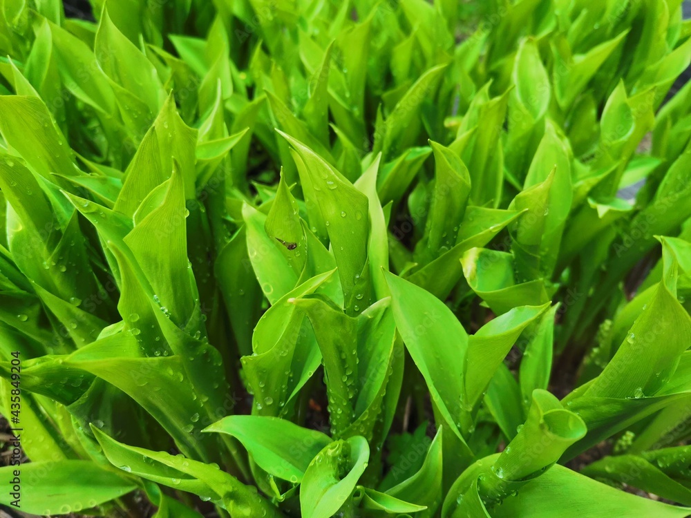 Photo of young greenery after rain Photo of young greenery after rain